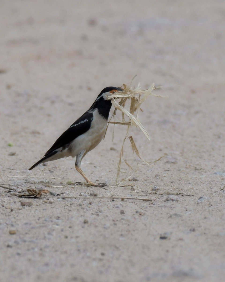 Indian Pied Starling - ML597290731