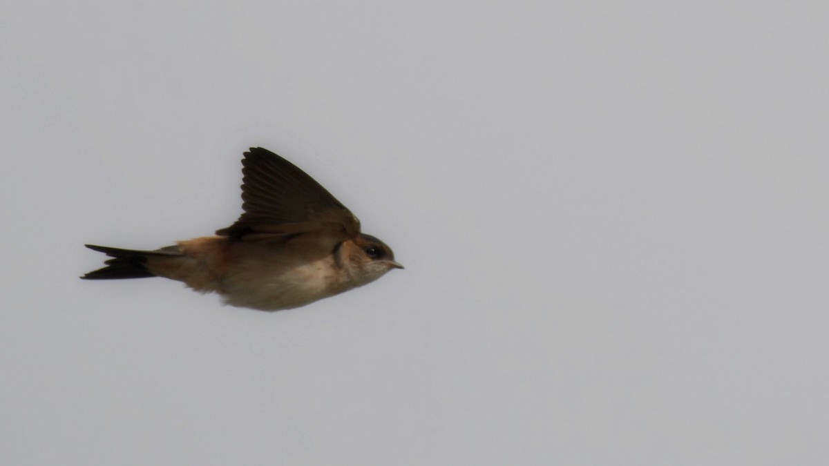 Streak-throated Swallow - ML597290781