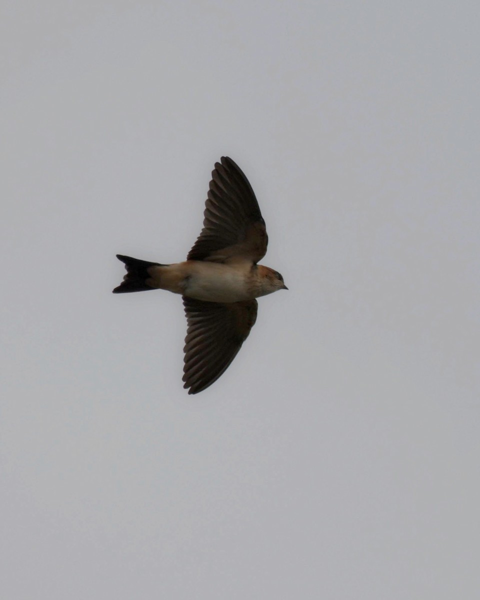 Streak-throated Swallow - ML597290791