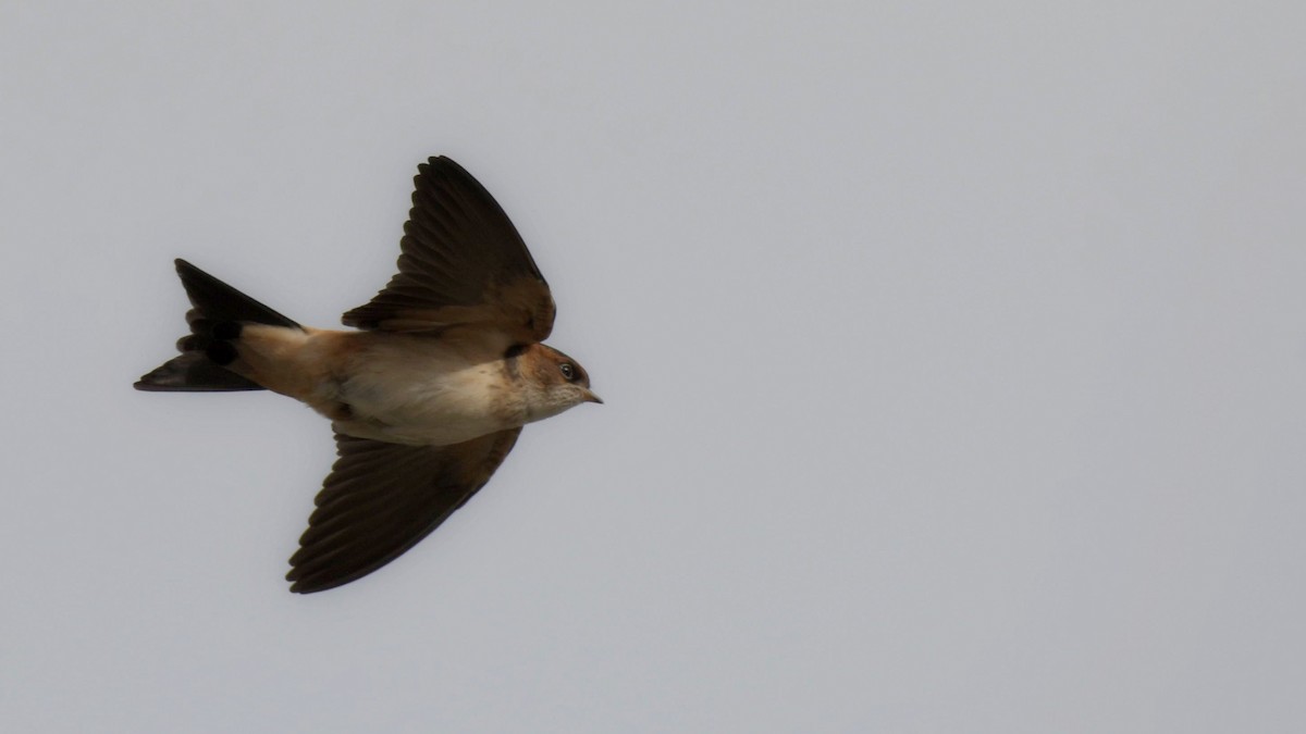 Streak-throated Swallow - ML597290801