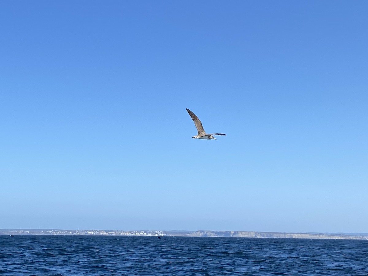 Cory's Shearwater - Dave Craven