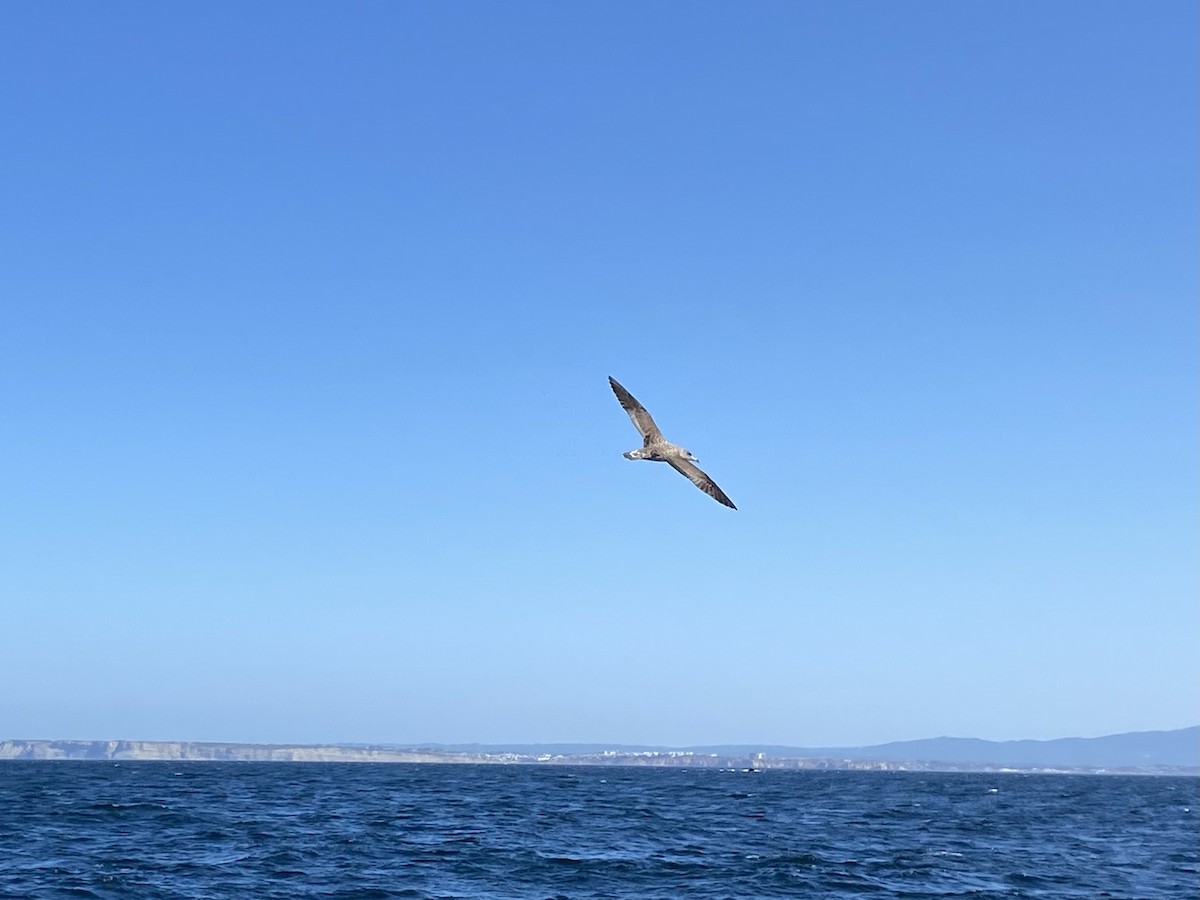 Cory's Shearwater - ML597292171