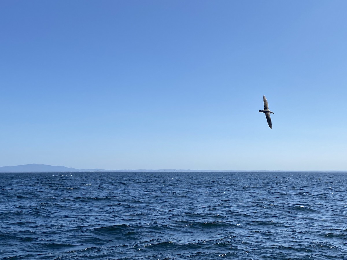 Cory's Shearwater - ML597292181