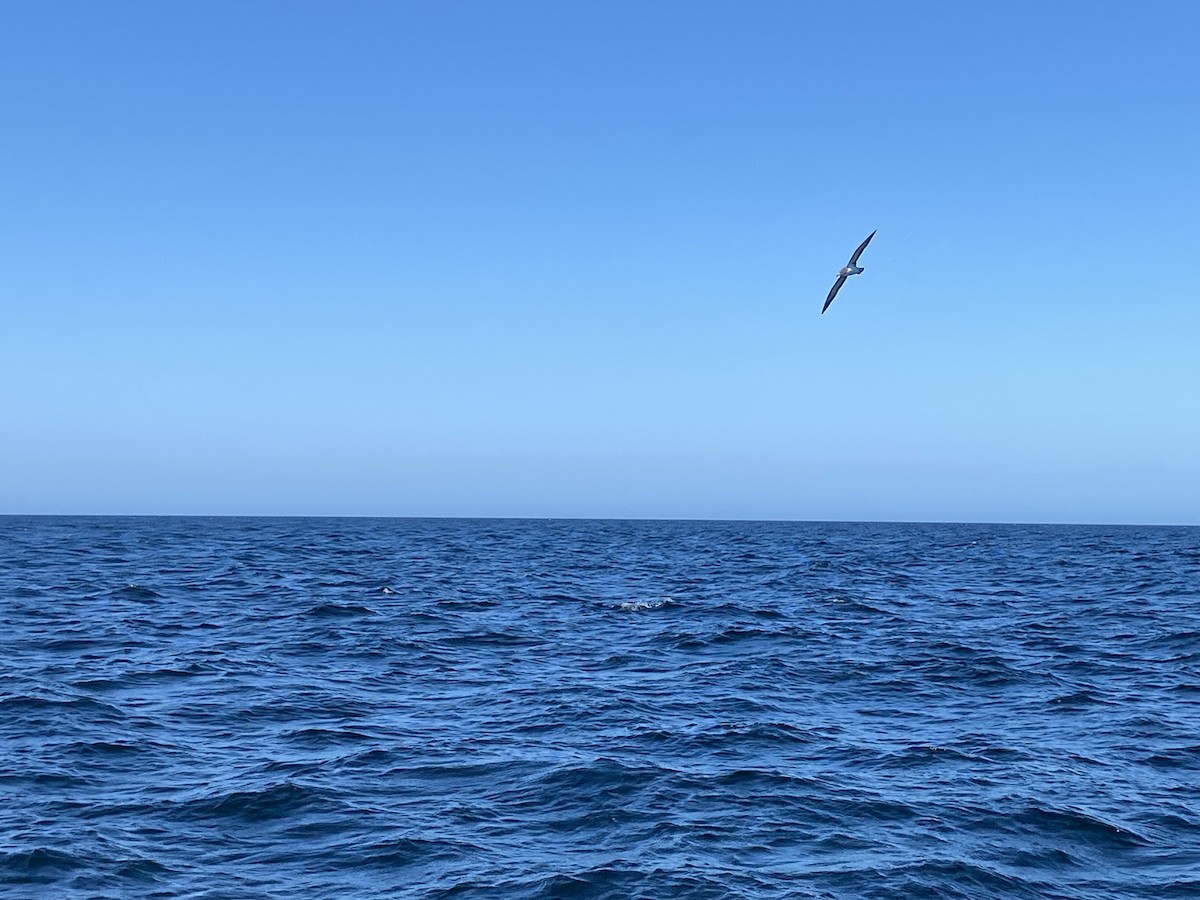 Cory's Shearwater - ML597292191