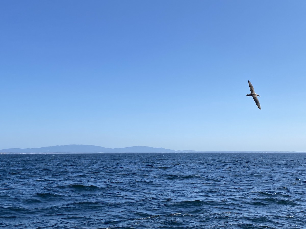 Cory's Shearwater - Dave Craven