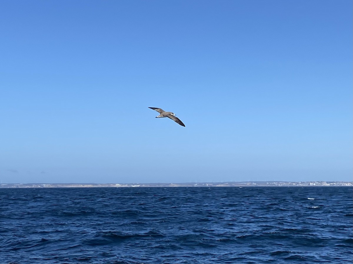 Cory's Shearwater - Dave Craven