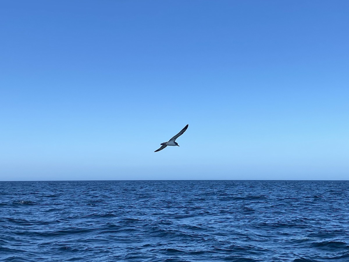 Cory's Shearwater - ML597292221