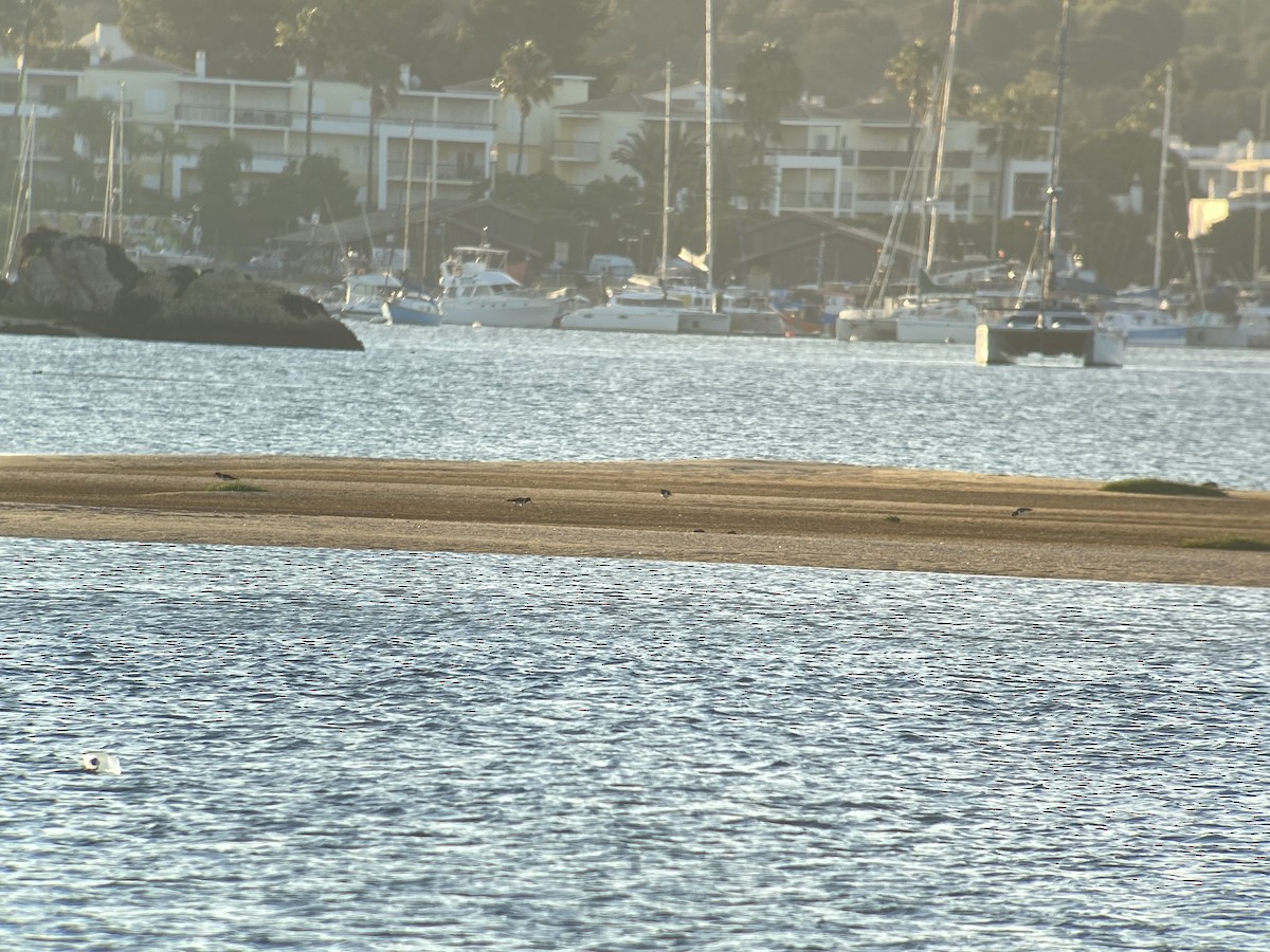 Eurasian Oystercatcher - ML597292401