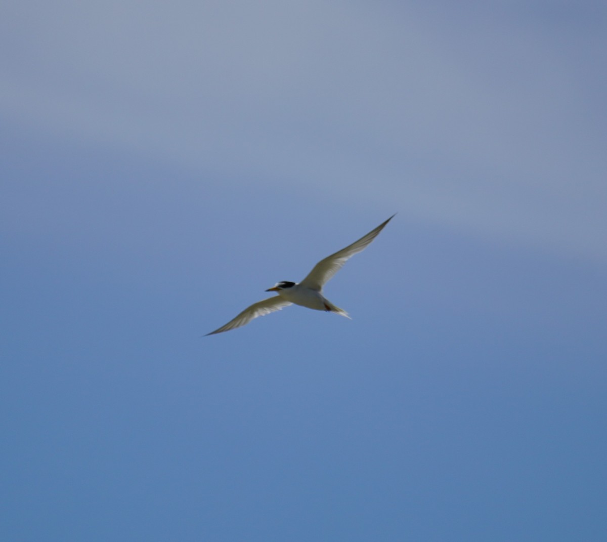 Little Tern - ML597292551