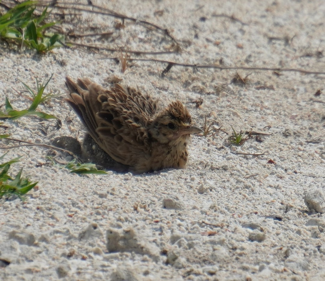 Oriental Skylark - ML597292731