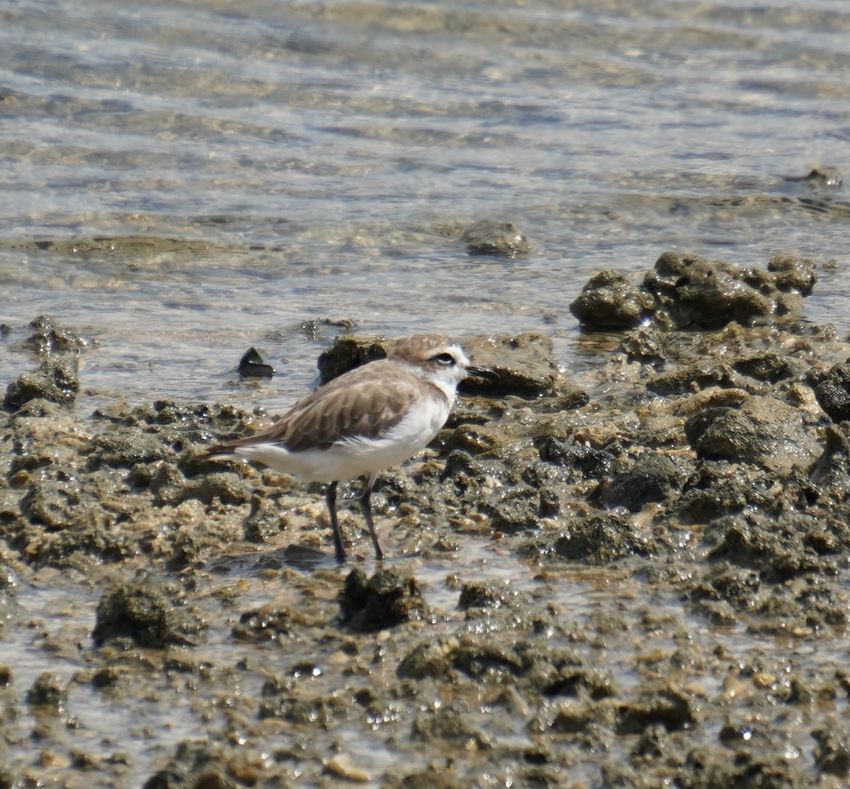 Kentish Plover - ML597292791