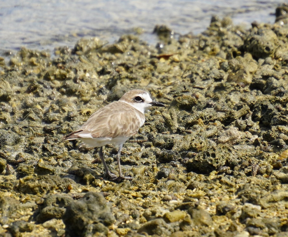 Kentish Plover - 吳 致謙