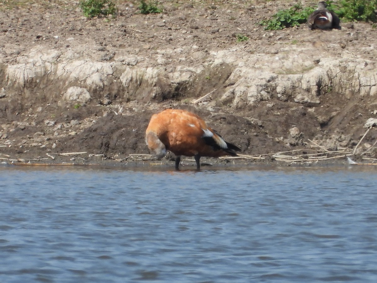 Tarro Canelo - ML597292891