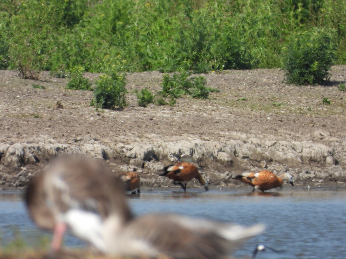 Tarro Canelo - ML597292901