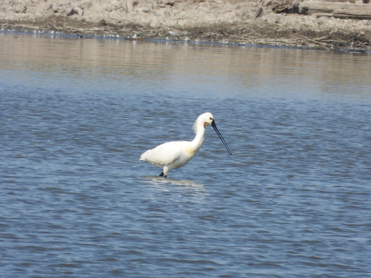 Espátula Común - ML597293001