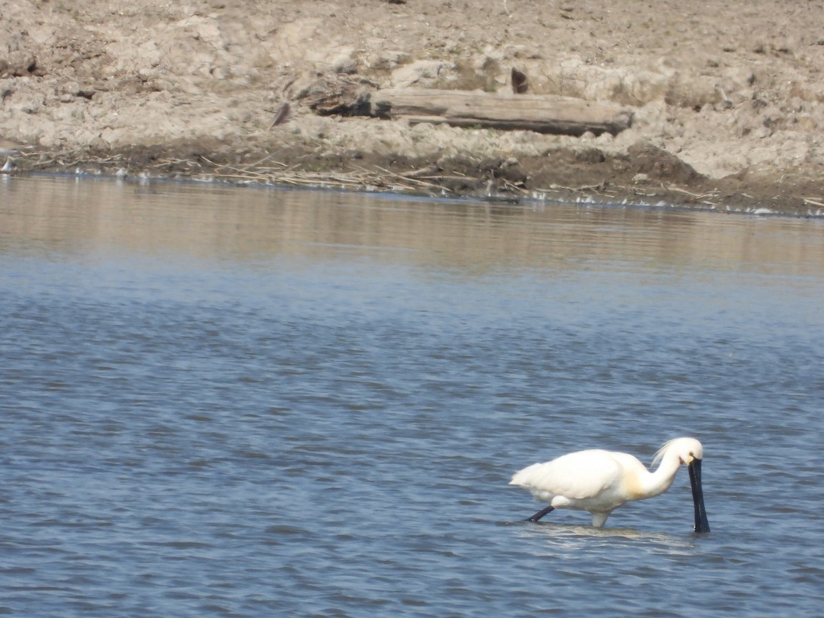Espátula Común - ML597293011