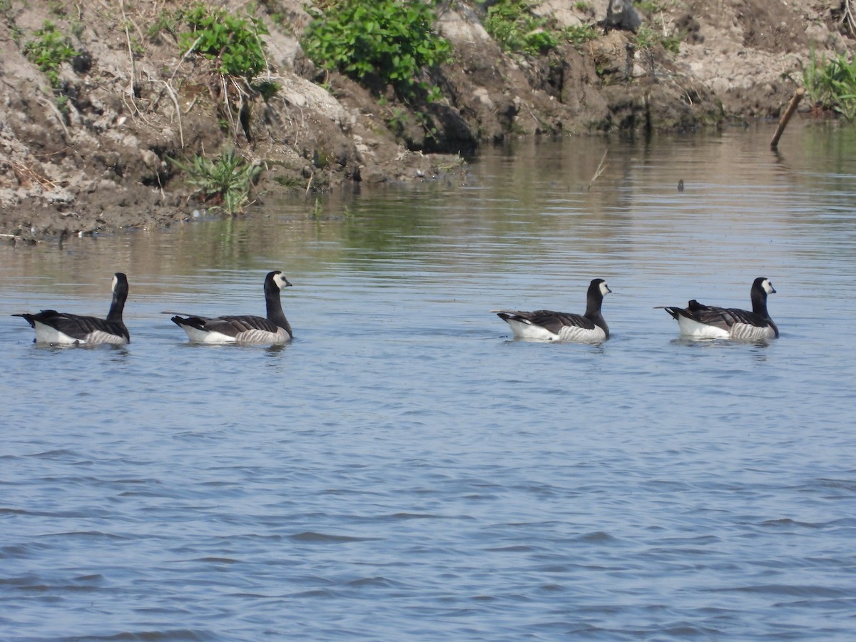 Barnacla Cariblanca - ML597293051