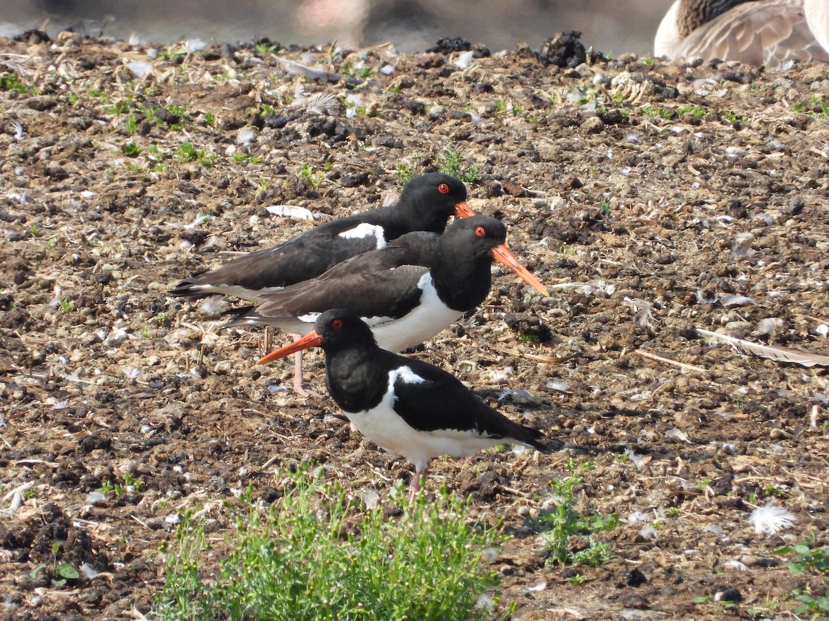 Ostrero Euroasiático - ML597293111