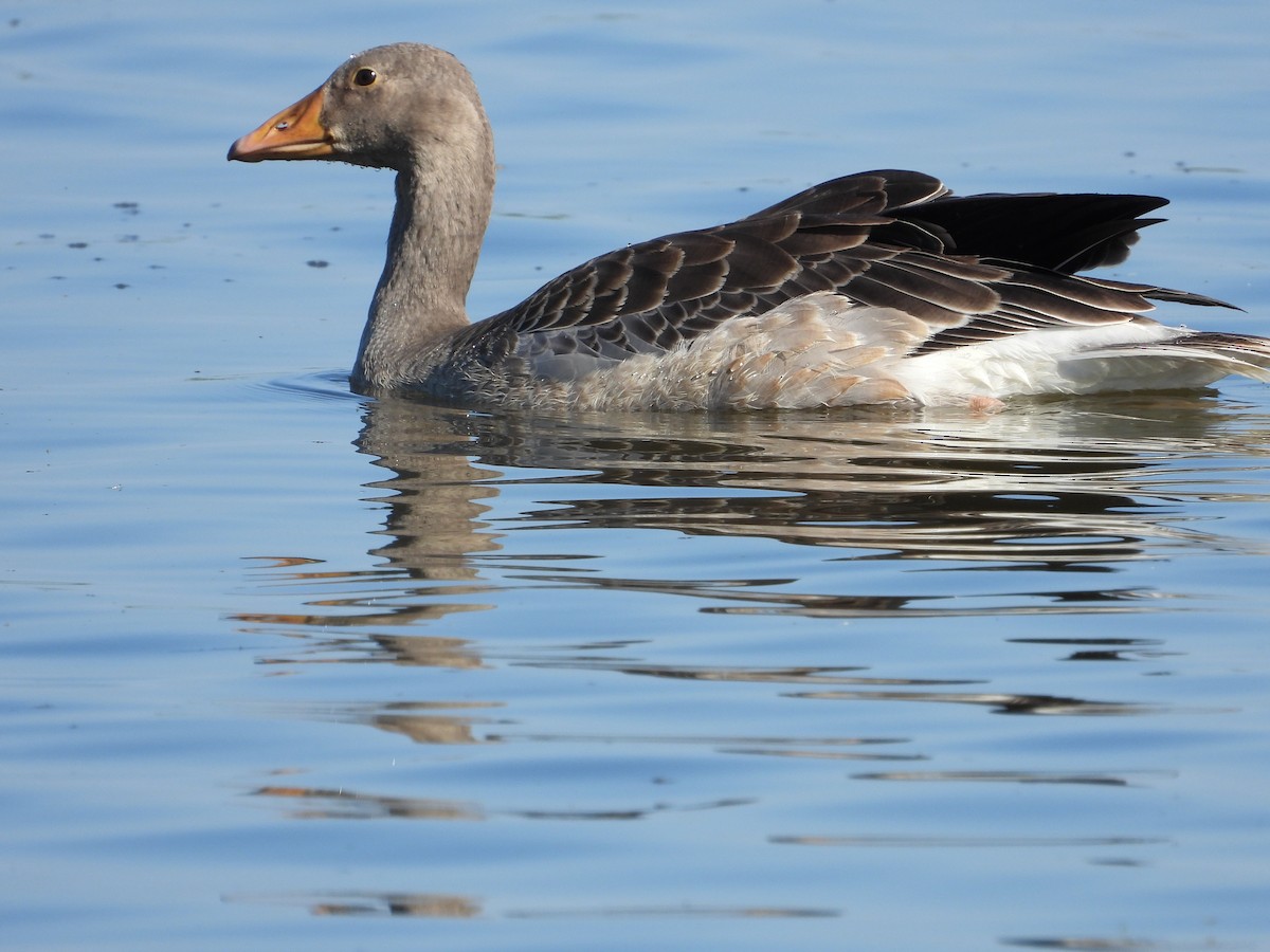 Ánsar Común - ML597293181