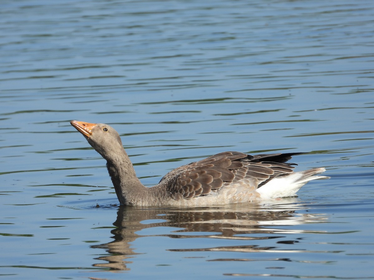 Ánsar Común - ML597293191
