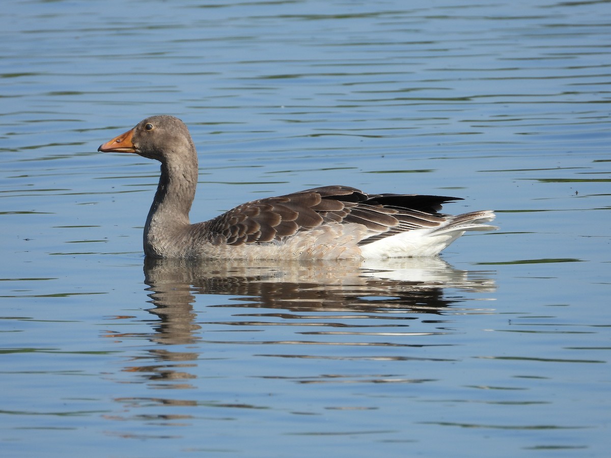 Ánsar Común - ML597293201