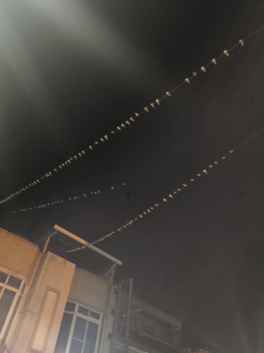 家燕 - ML597293351