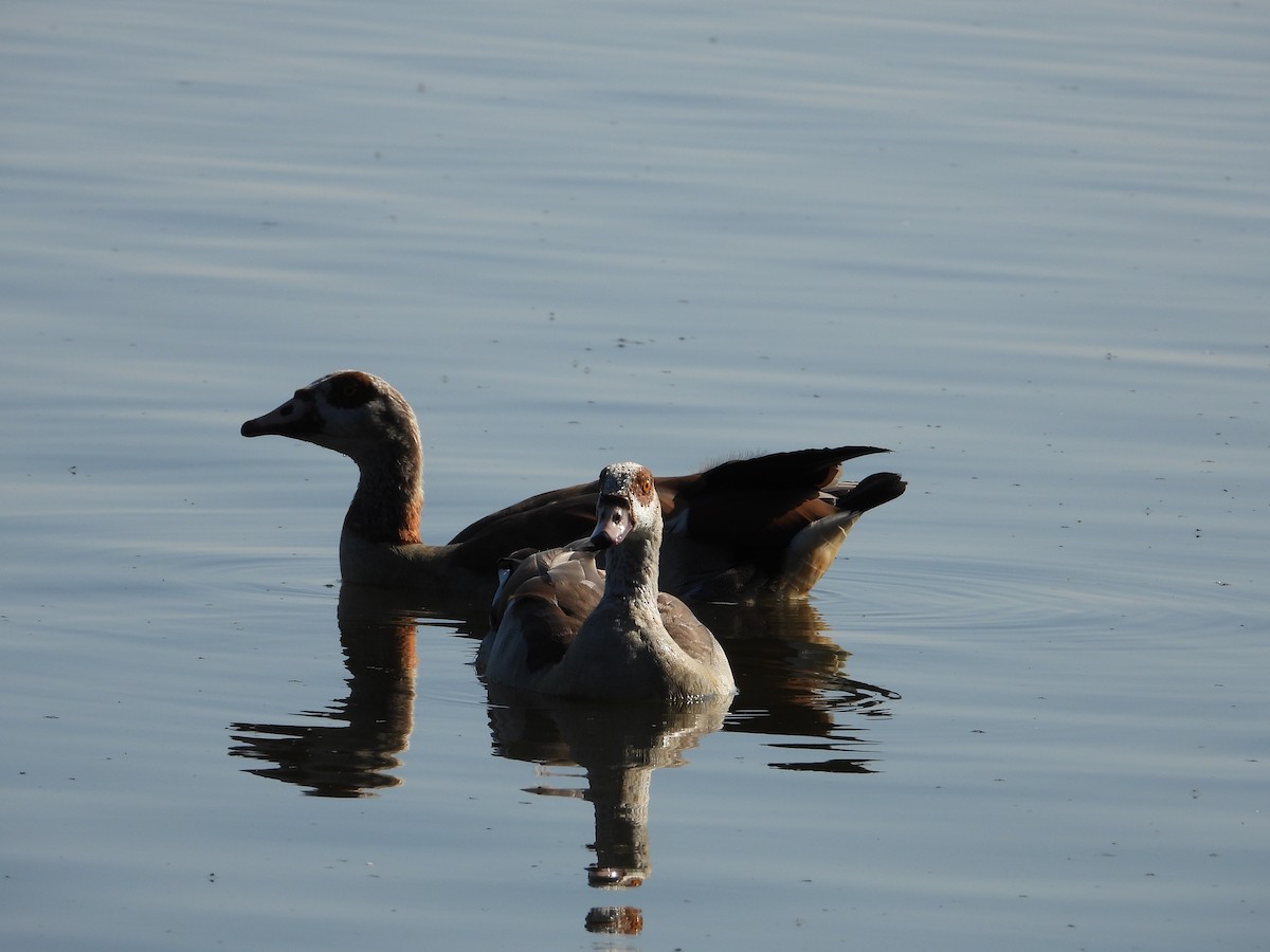 Ganso del Nilo - ML597293501