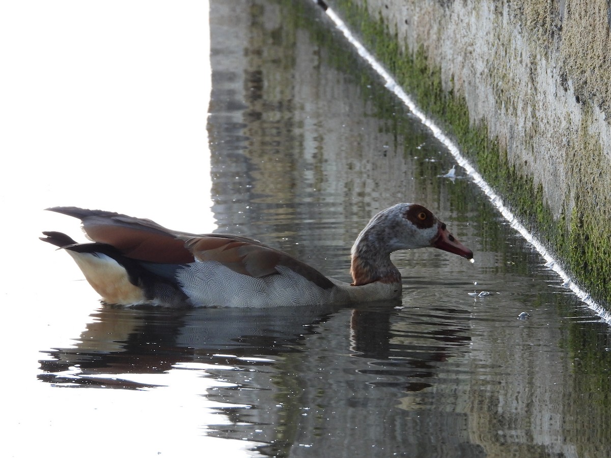 Ganso del Nilo - ML597293511