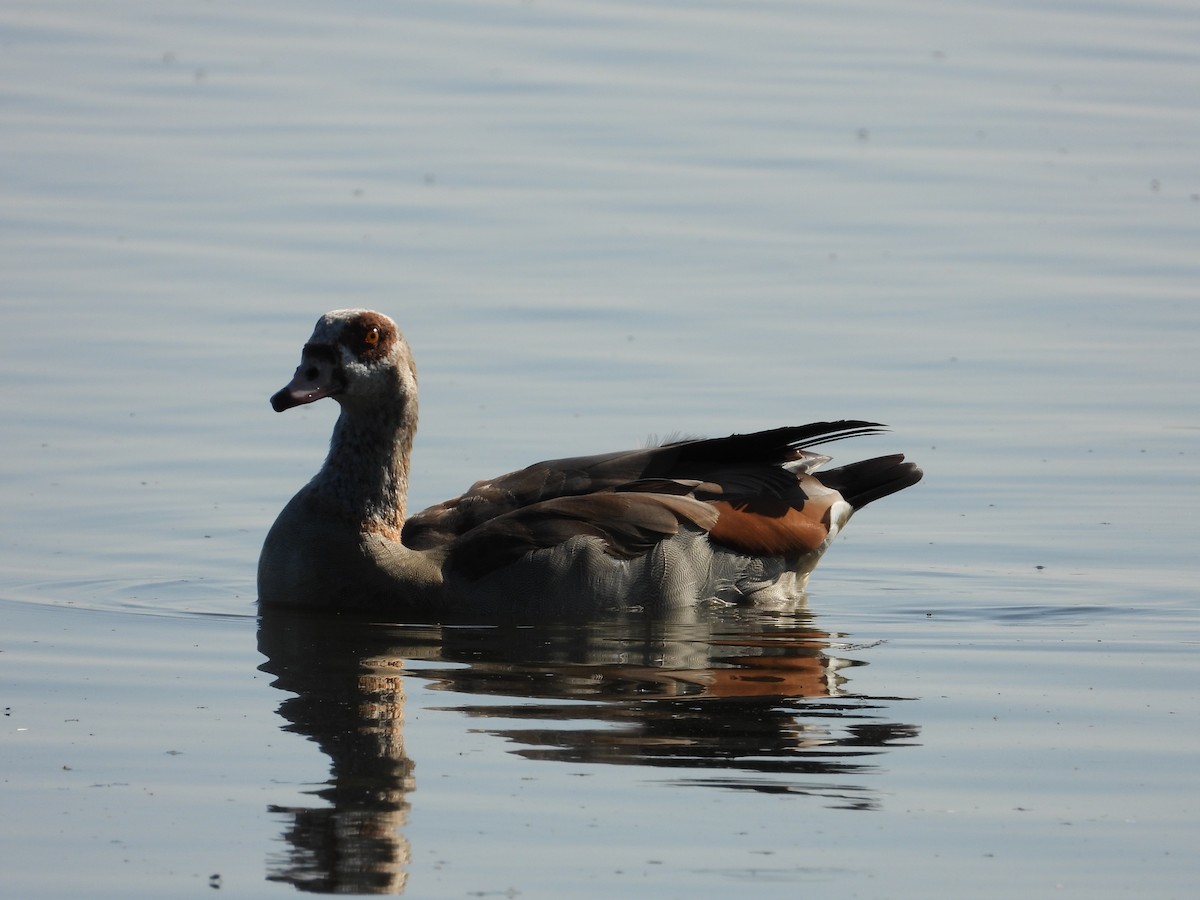 Ganso del Nilo - ML597293521