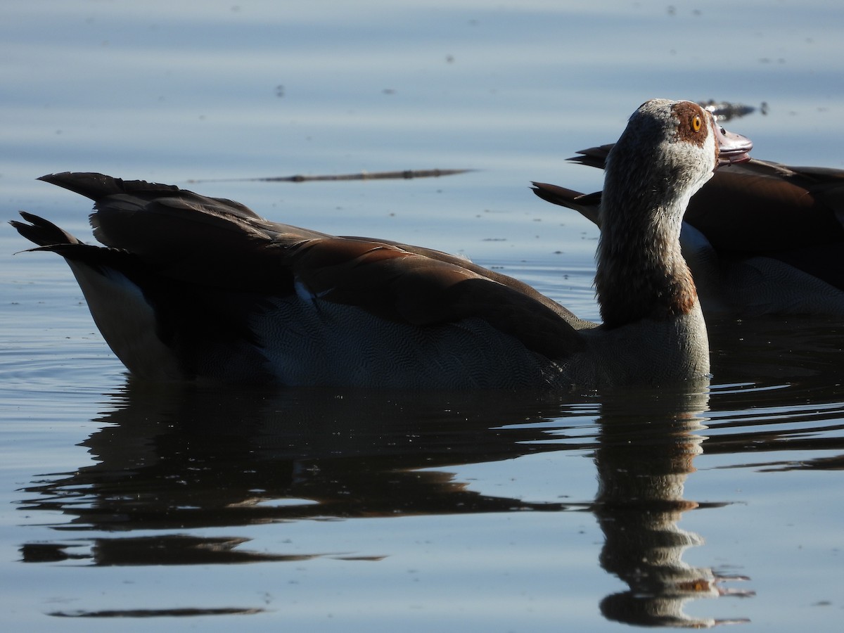 Ganso del Nilo - ML597293531