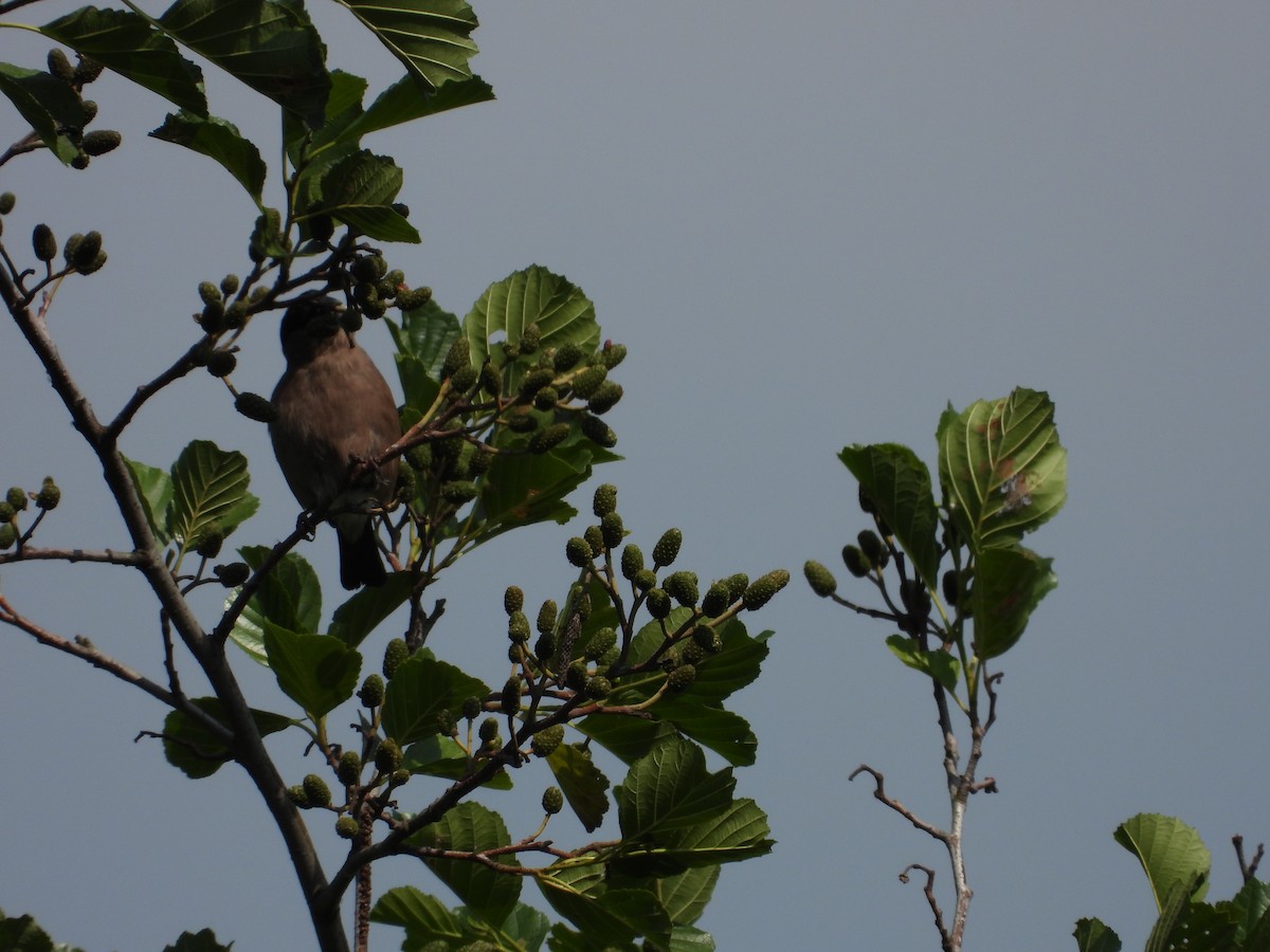 Camachuelo Común - ML597293921