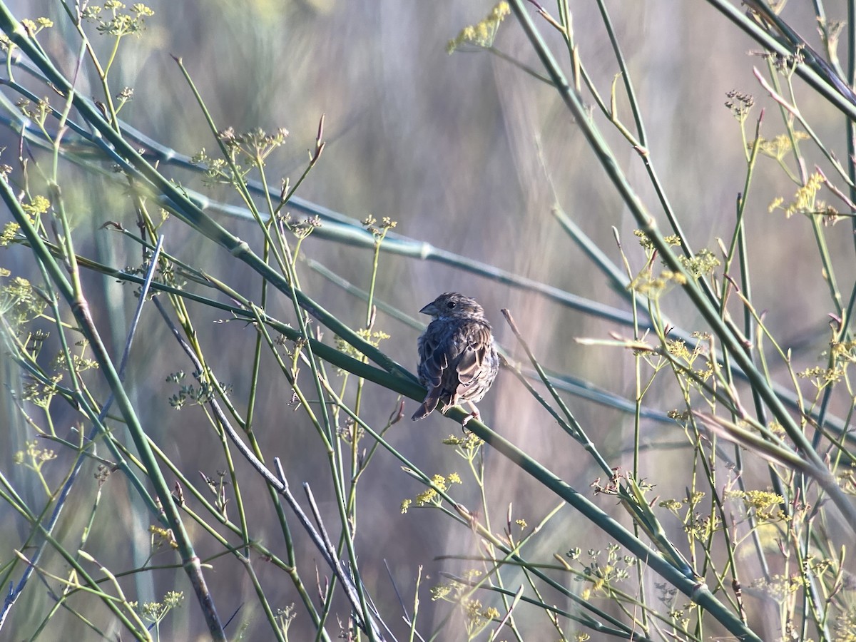 Corn Bunting - ML597294171