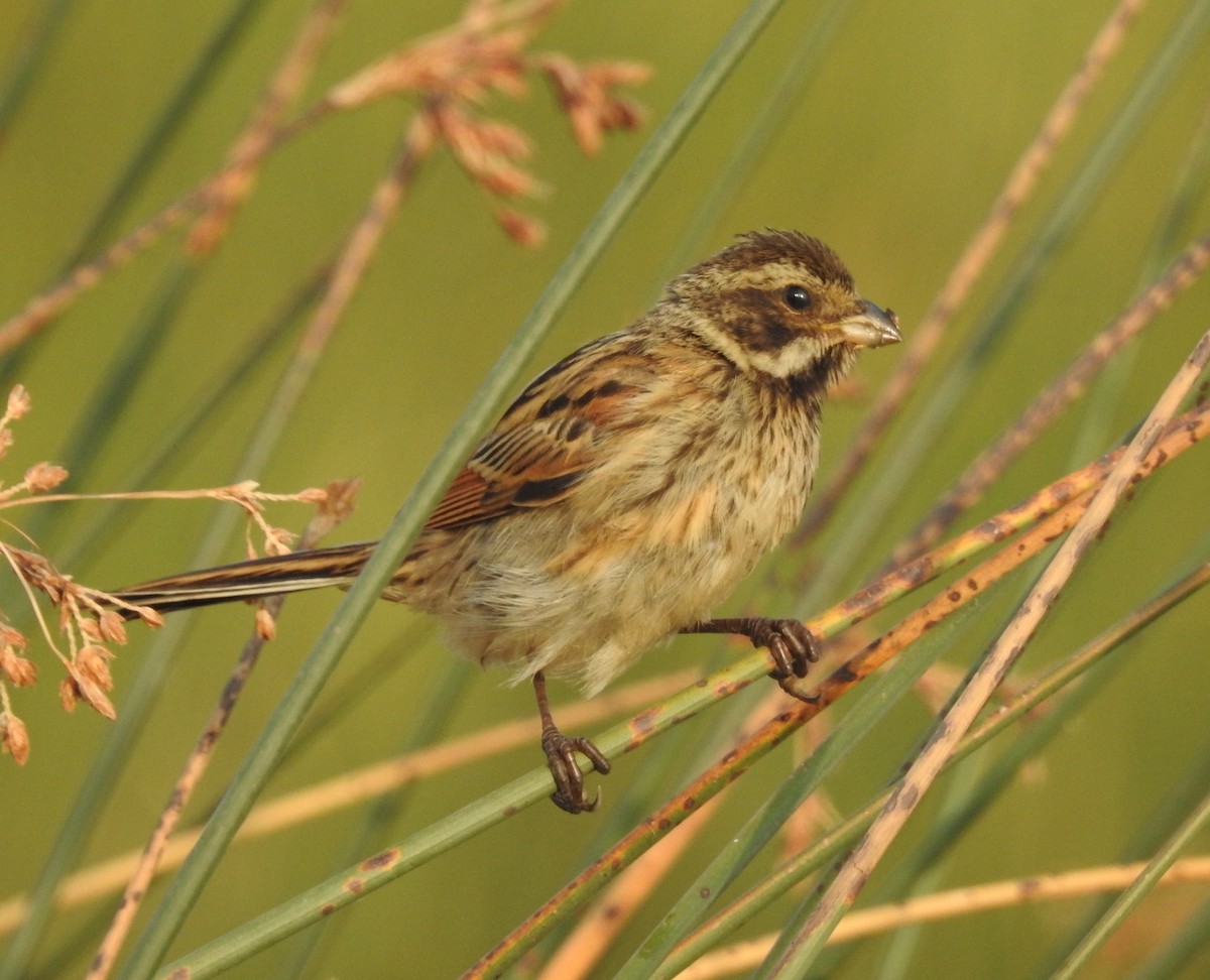 Reed Bunting - Keramat Hafezi