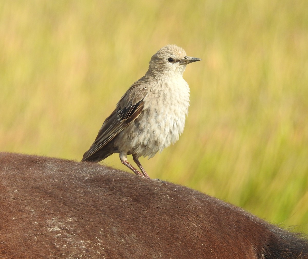 European Starling - ML597294501