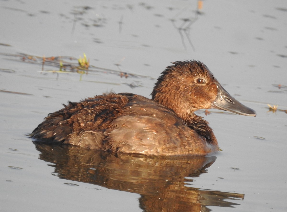 Common Pochard - Keramat Hafezi