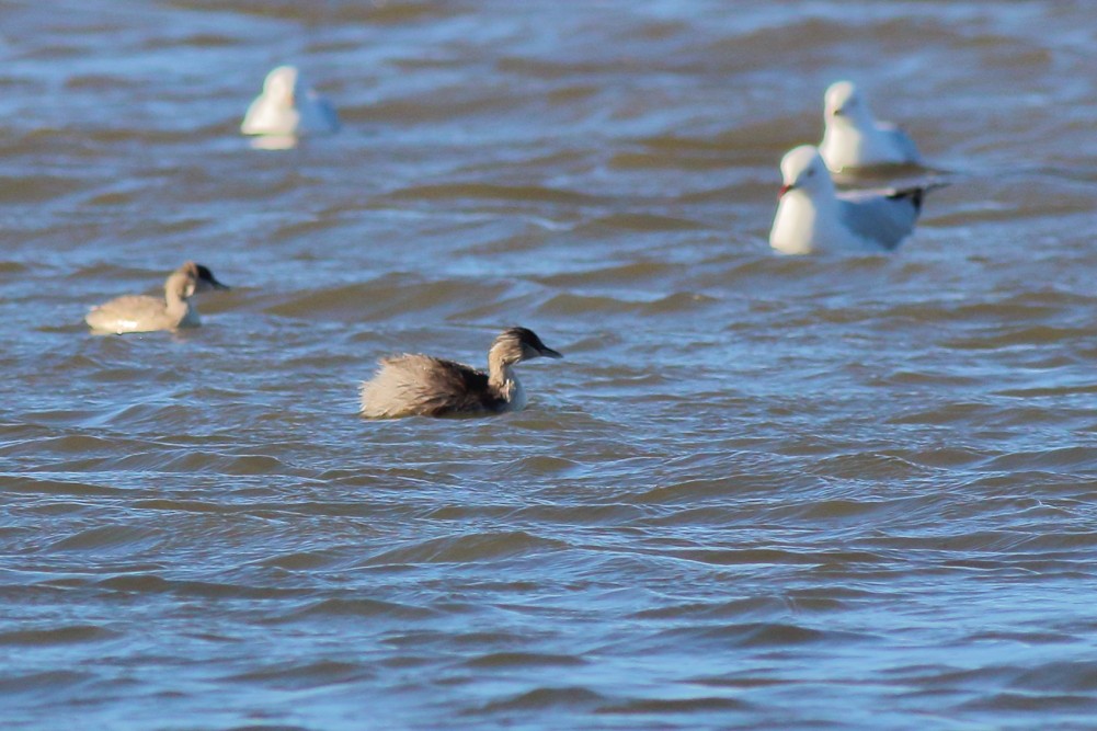 Hoary-headed Grebe - Paul Lynch