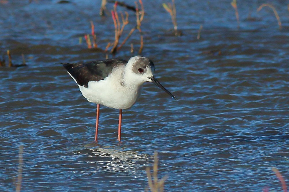 Pied Stilt - ML597295131