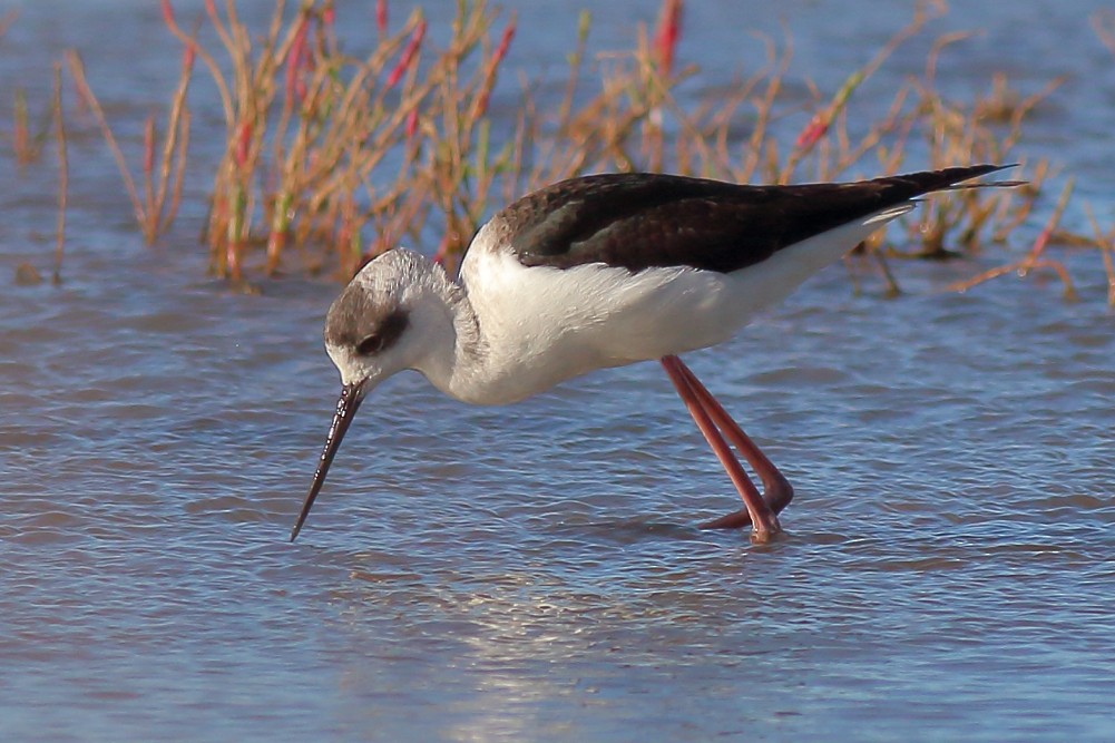 Pied Stilt - ML597295151