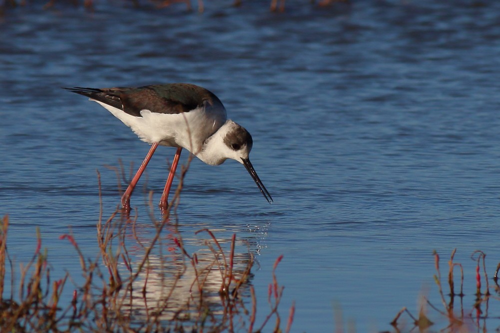 Pied Stilt - ML597295161