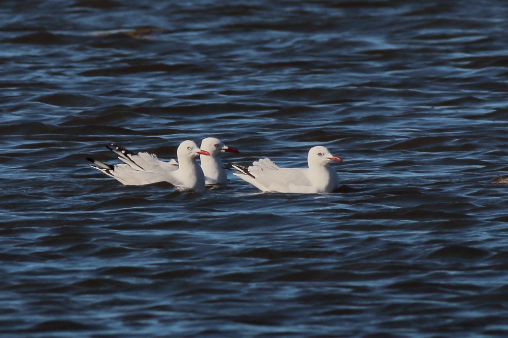 Silberkopfmöwe (novaehollandiae/forsteri) - ML597295171