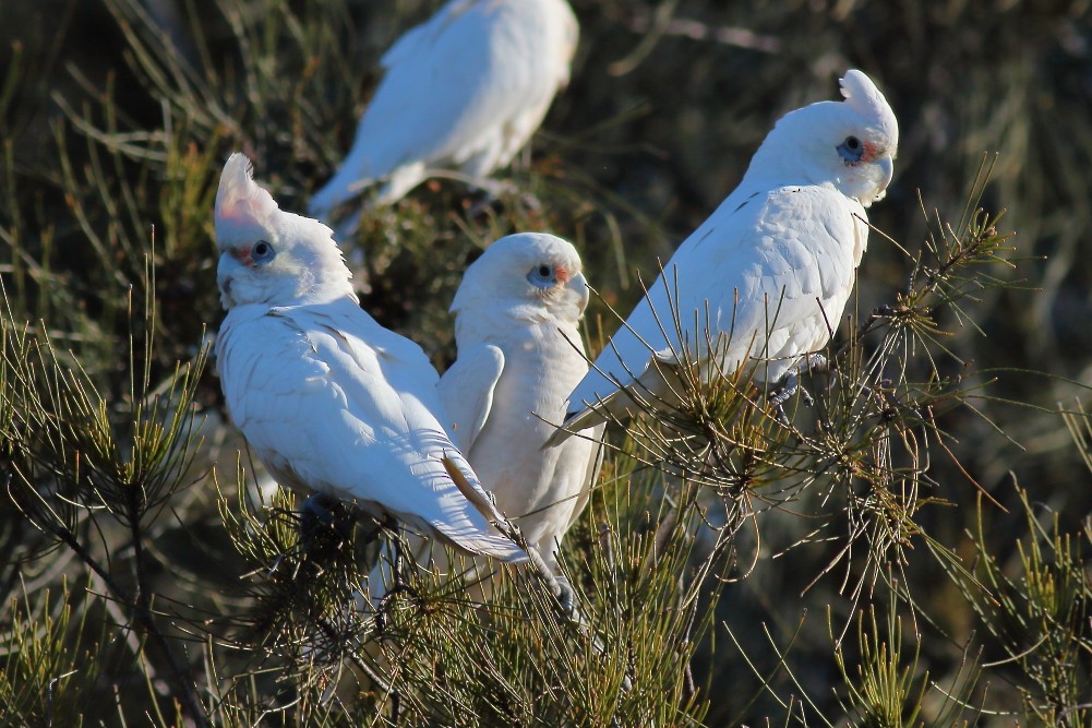 Cacatoès corella - ML597295271