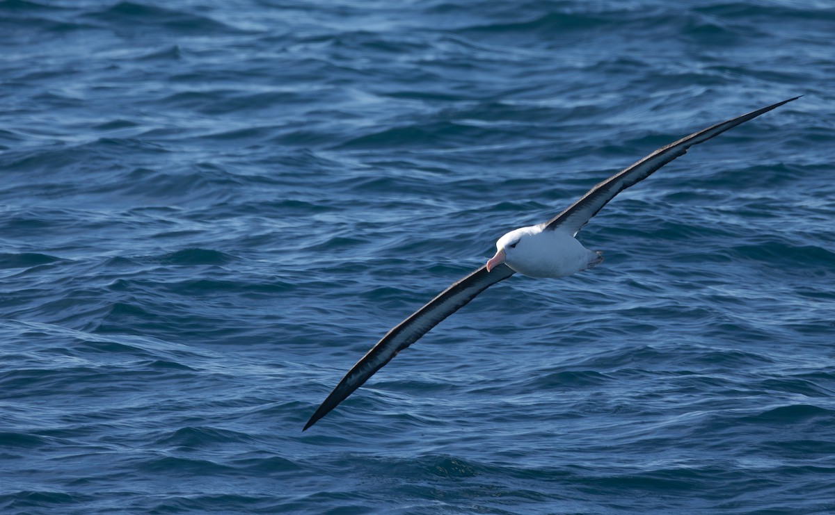 Black-browed Albatross (Black-browed) - ML597296181