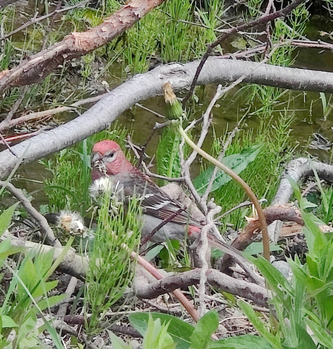 Pine Grosbeak - ML597296221