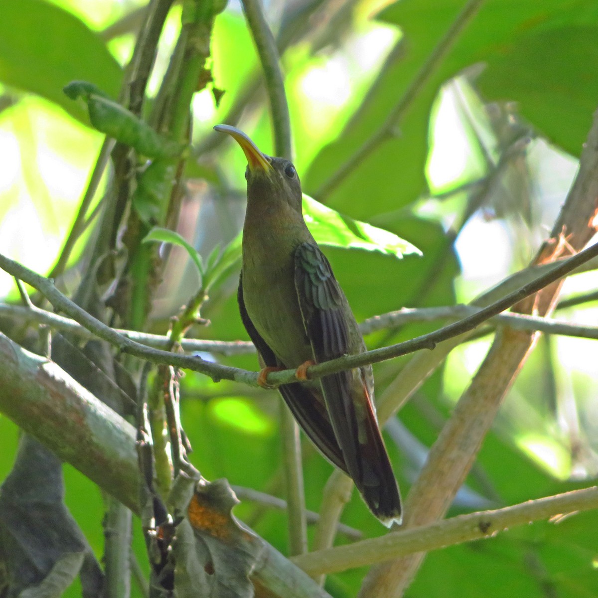Rufous-breasted Hermit - ML597296351