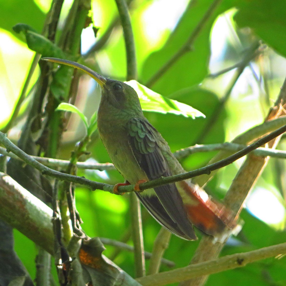 Краснохвостый колибри-отшельник - ML597296361