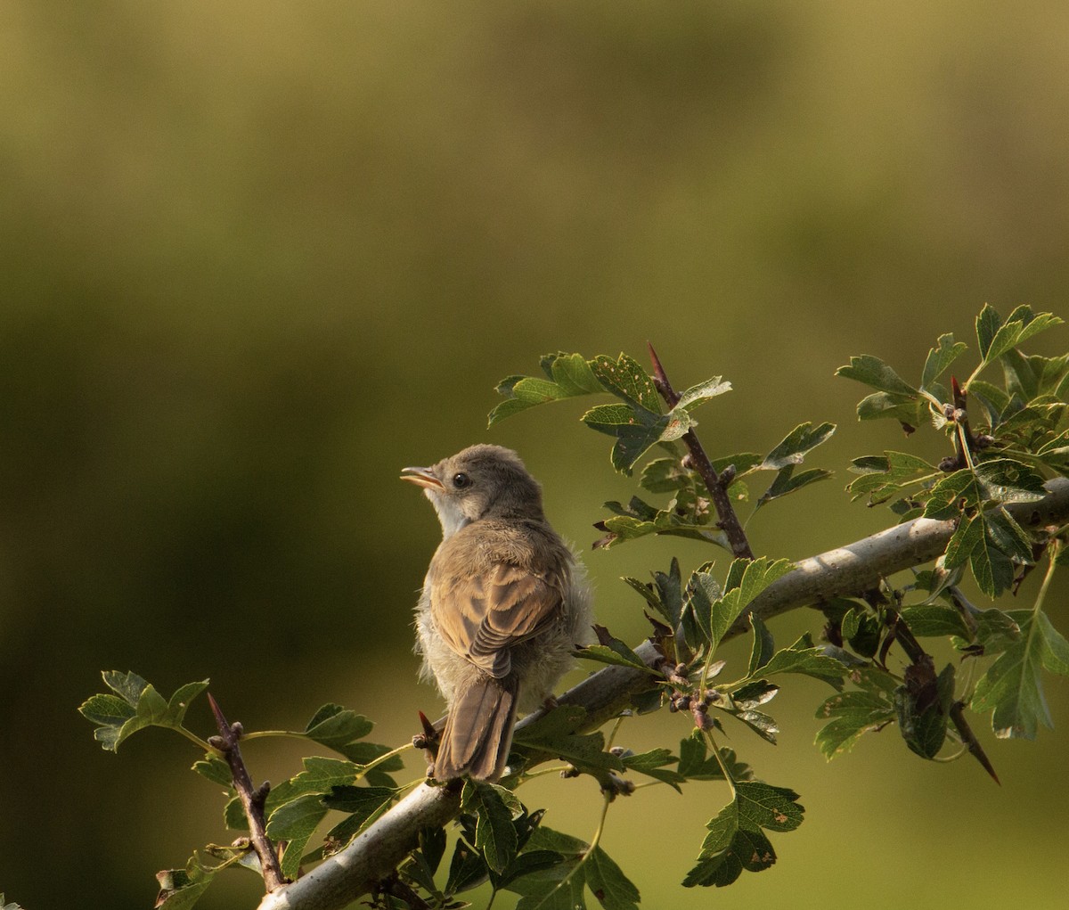 Greater Whitethroat - Mary Lopez