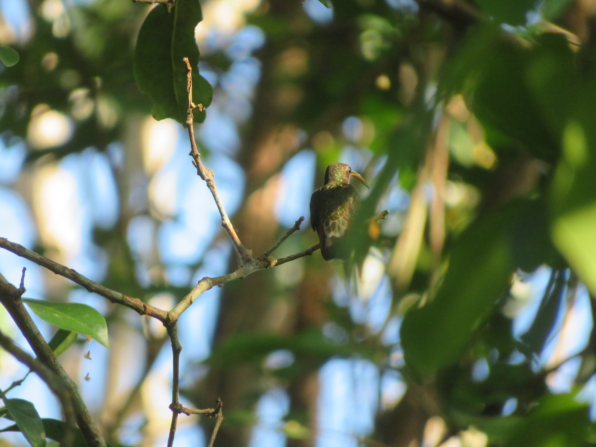 Краснохвостый колибри-отшельник - ML597296571