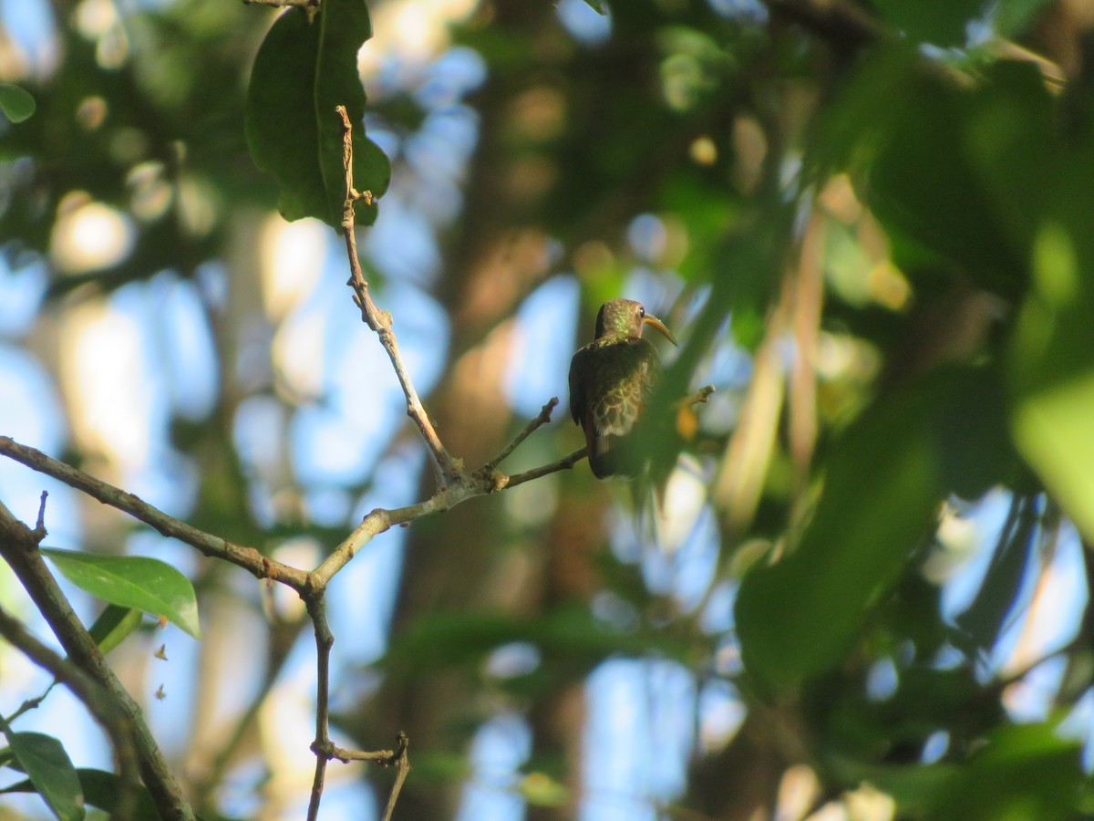 Rufous-breasted Hermit - ML597296571