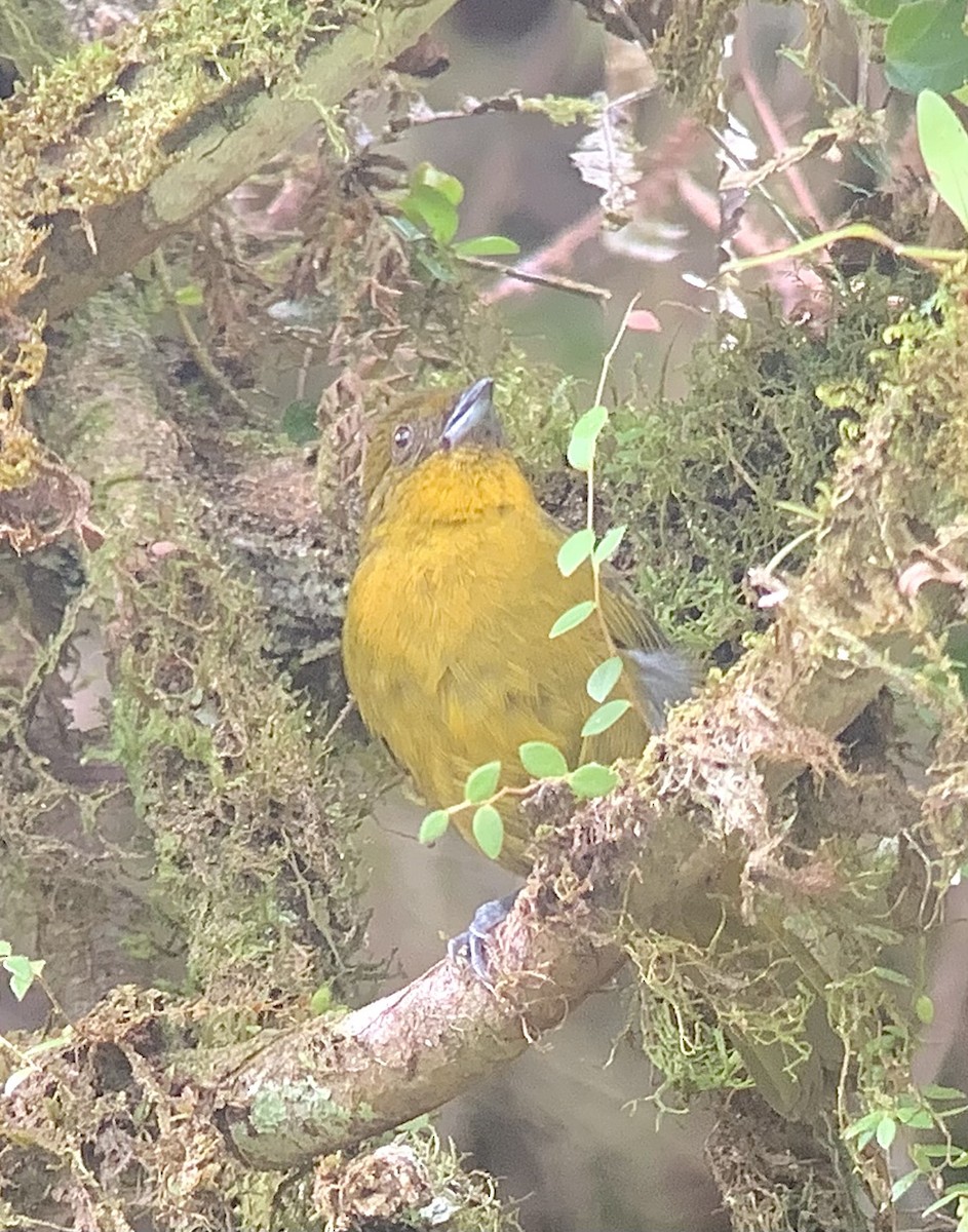 Yellow-green Tanager - ML597296601