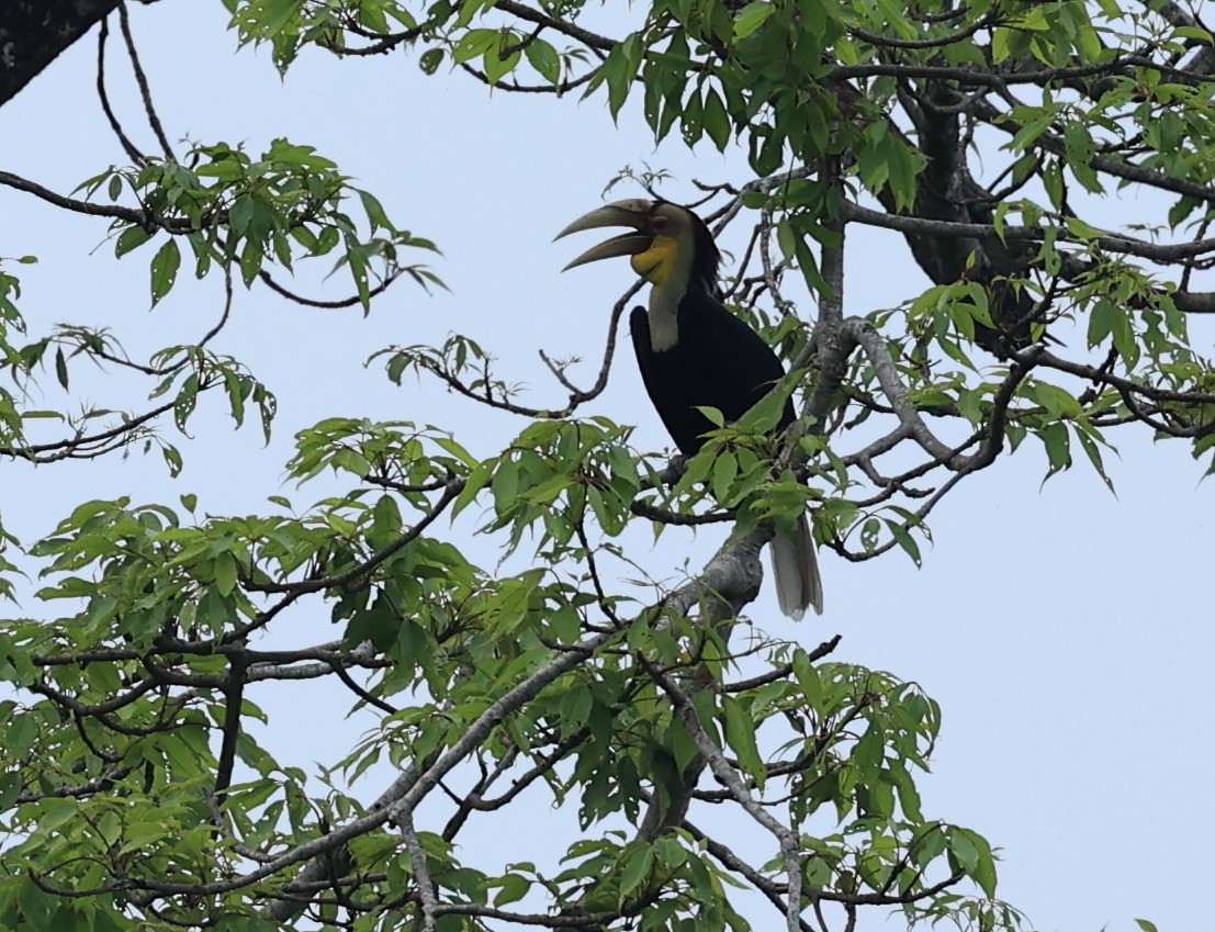 Wreathed Hornbill - ML597296741